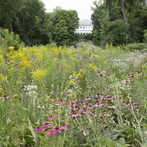 Newfields: Promotion of Biodiversity and Erosion Mitigation in the Floodplain