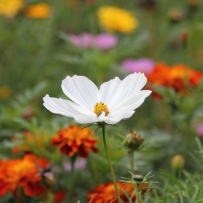 Spring Wildflower Hike