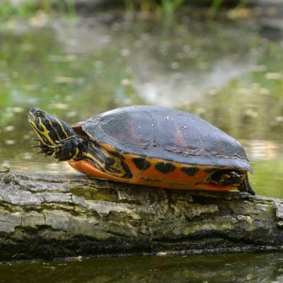 Creature Feature at Holliday Park