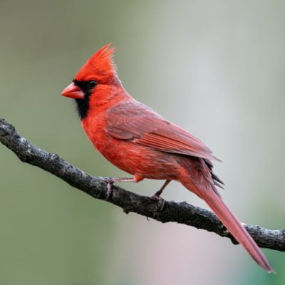 Morning Bird Hikes