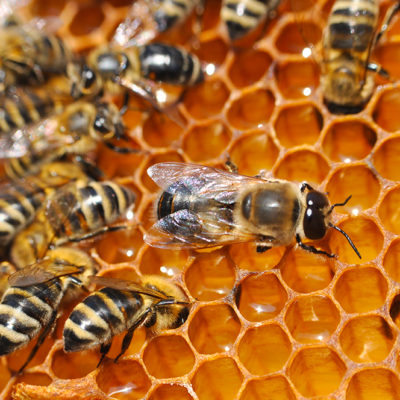 Drone bee or male bee with bee worker Central Indiana Beekeepers Assoc. Meeting
