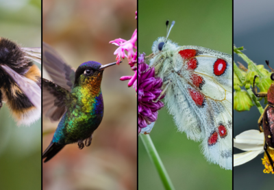 Homeschool Explorers: Pollinators